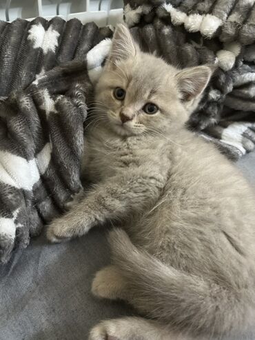 голд шиншилла: Şinşilla, Dişi