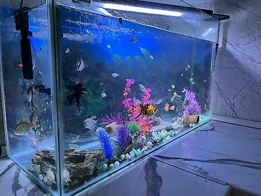 akvarium işığı: Salam. akvarium əla vəziyyətdədi 30 dan çox balıq var hamısını üstə — 3