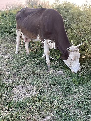 продам корову: Продаю | Корова (самка) | Для молока — 2