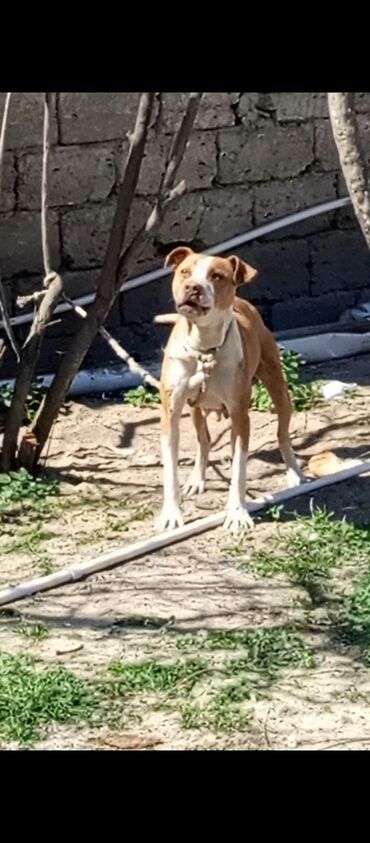 İtlər: Pitbul, 2 ay, Dişi, Peyvəndli, Ödənişli çatdırılma
