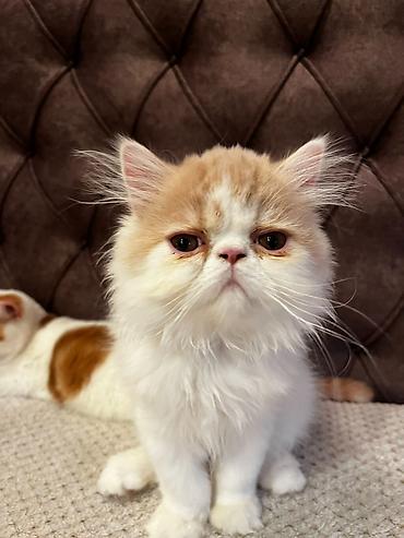 Mačke: Na prodaju egzotični kratkodlaki mačići (Exotic Shorthair) — 5