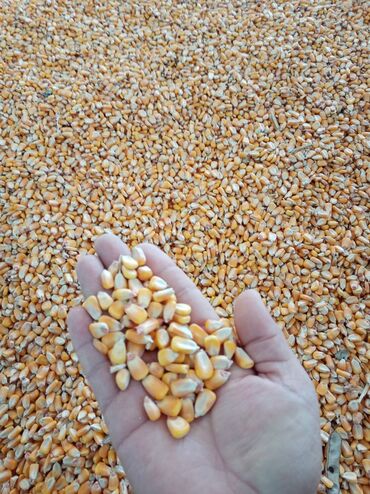 Кукуруза: Кукуруза Оптом, Самовывоз, Платная доставка
