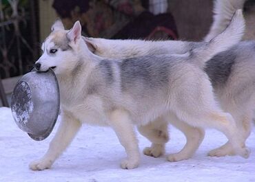 ветеринар для собак: Щенки Сибирский хаски от многократного Чемпиона питомник Снежная