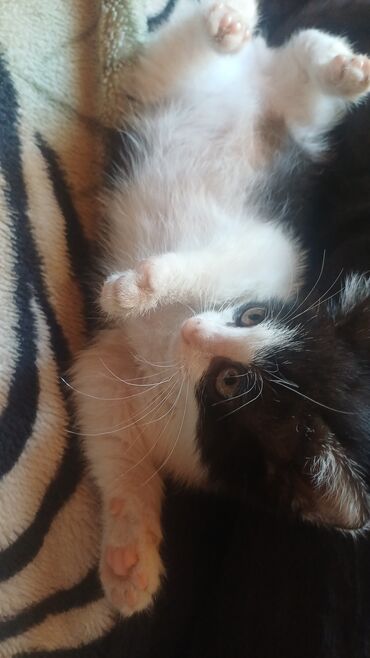 сфинкс кошка цена: Самка, В добрые руки, Самовывоз