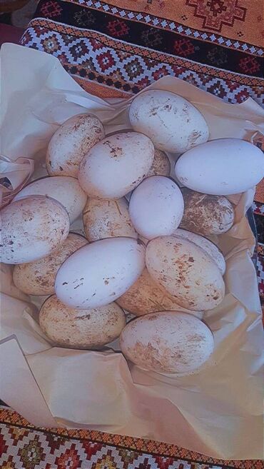 qaz yumurtasi satisi: Linda qaz yumurtalari satilir.17 yumurtadir