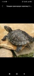 сх животные и товары: Шесть красноухих черепашек, размер 6-7 см. отдам даром