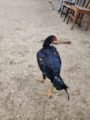 Digər quşlar: Sona qədər oxuyub sonra əlaqə saxlayın. 2 beçədi 2 fərə hərəsinin — 2