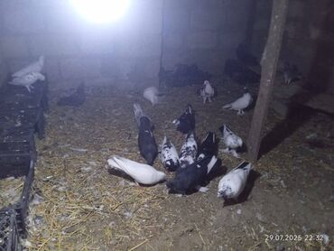Digər quşlar: Salam göyərçin satıram təcili 18 dənə 70 manat zəng vurun danışag