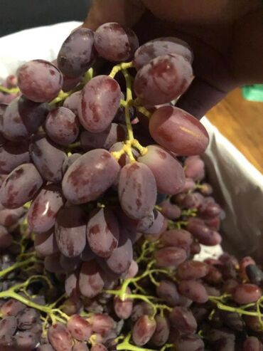 Meyvə qurudan aparatlar: Qurutma Aparatı Model DT600H Qızdırıcı aqreqat 6HP(380V) 3 faza -da lalafo.az — 4 Meyvə qurudan aparatlar: Qurutma Aparatı Model DT600H Qızdırıcı aqreqat 6HP(380V) 3 faza — 4