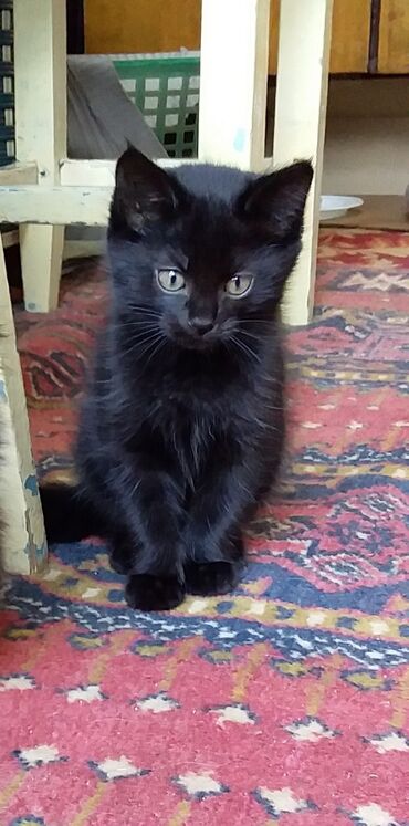 шотландский кот: Даром. Девочка 2 месяца в добрые руки. К лотку приучена от паразитов