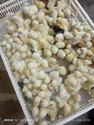 Digər quşlar: Her nov cuce satişi. xarkov çil 2m xarkov 1.50m atkas 3m avstroluq 3m — 18