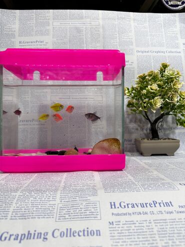 Dovşanlar: Dovşan yemləri 1-kilosu 2azn Dovşan balaları 5azn topdan Tək tək 9-azn — 25