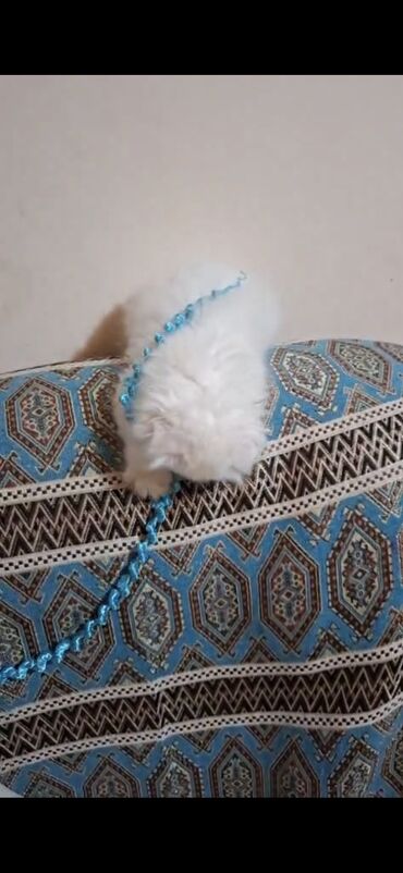 Pişiklər: Şinşilla, Dişi — 9