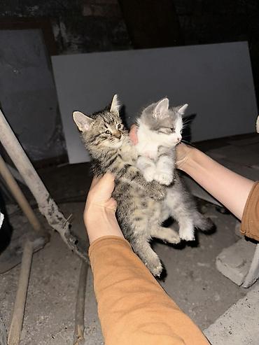 каракол котята: Отдам двух котят в добрые руки Нашли двух котят на улице. Очень милые — 1