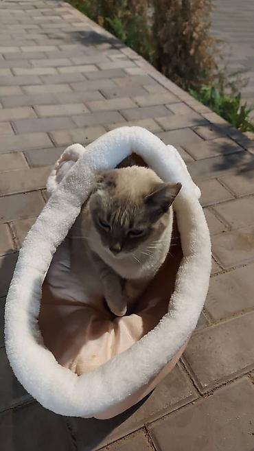 аванте кошка: Кошка даром: Сиамская, 1 год, Девочка — 3