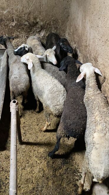 рамановский бараны: Продаю | Овца (самка) | На забой, Для разведения | Матка, Ярка, Ягнившаяся