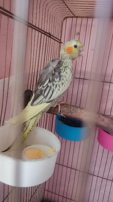 touz quşu: Nymph paraket (Cockatiel) – nadir rəngli balalar - Növ: Nymph paraket — 1