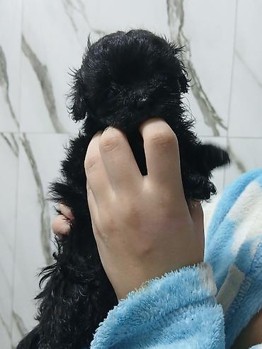 İtlər: Pudel, 2 ay, Dişi, Sənədli, Pulsuz çatdırılma — 12