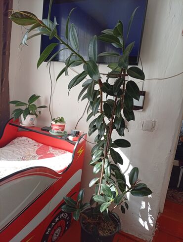 походное кресло: Фикус эластика (каучуковое дерево) в горшке. - Высокое комнатное