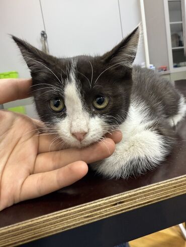купить кот кот: Пристраиваются в добрые руки котята, девочка и мальчик, примерно по 2