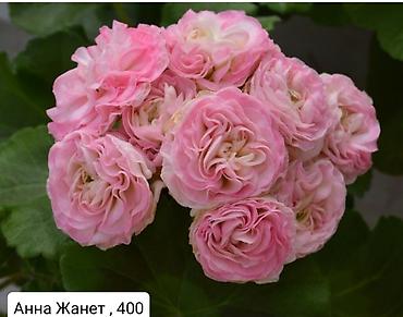 Герани и пеларгонии: Пеларгонии (герани) сортовые — детки в стаканчиках. Доступные сорта — 22