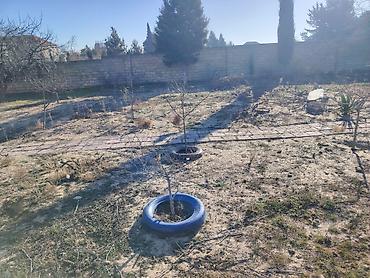 goredil: 15 sot, Tikinti, Maklerlər narahat etməsin, Kupça (Çıxarış) — 6