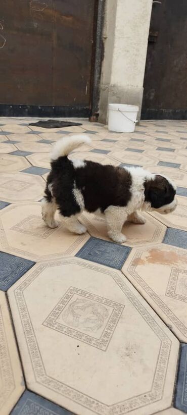 немецкий собака: Чистокровные щенки сербернара, 1 месяц, проглистованы. Цена 10 тысяч