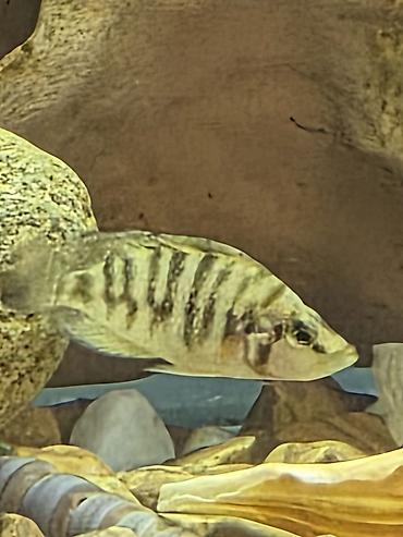 Balıqlar: Tanqanika baliklari hamsi birlikdə satlir 16 dənə Yekədirler -da lalafo.az — 10 Balıqlar: Tanqanika baliklari hamsi birlikdə satlir 16 dənə Yekədirler — 10