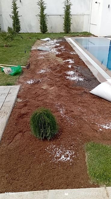 Torf: Təbbi qazon danimarka enli yarpaq çatrlma xidməti,qurasdrma cidmeti — 5
