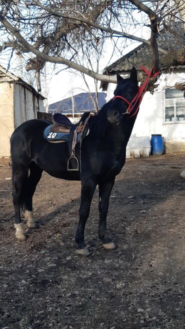 Лошади, кони: Продаю | Конь (самец) | Конный спорт — 3