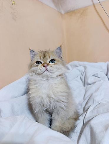 Продажа кошек: Скотиш Страйт (Шотландская прямоухая), 3 месяца, Мальчик, Золотая шиншилла, Приучена к лотку, Проглистована — 4