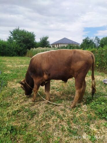 продаю дойную корову: Продаю 1 год, рост 105 см