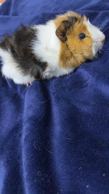 Морские свинки: ПРОДАЮ МОРСКУЮ СВИНКУ! •ДЕВОЧКА •РОДИЛАСЬ 16 ОКТЯБРЯ •ПУШИСТАЯ — 5