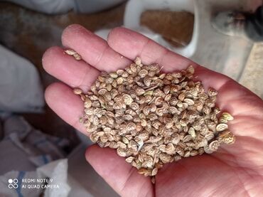 сколько стоит большой аквариум: Продаю семена эспарцета иссыккульские 
Местные