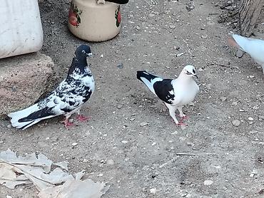 göyərçin satışı: Salam hazir cutduler bala veren quslardi maşdagadadilar 0516831165 — 1