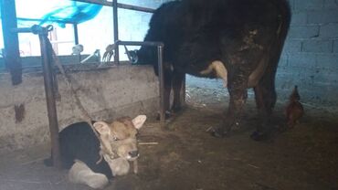 симментальская порода коров купить в бишкеке: Продаю | Корова (самка) | Для разведения