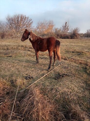 Atlar: Erkək, il: 2, Ünvandan götürmə — 9