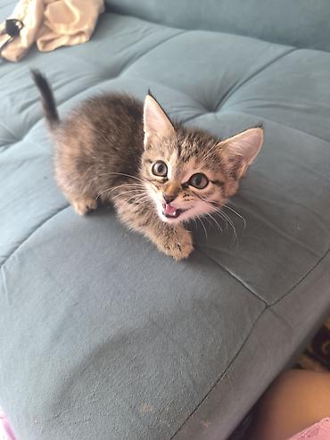 рыжий: Котята в добрые руки .Доставка до дома 😊 Милые домашние котята: один — 2