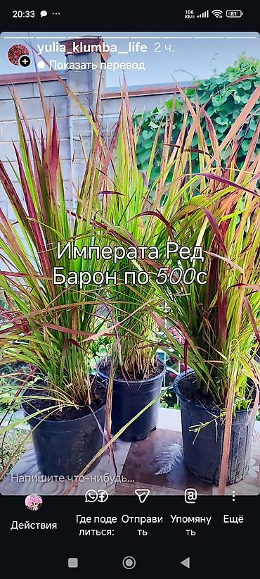Декоративные садовые растения в горшках: • Императа Red Baron — 500 с