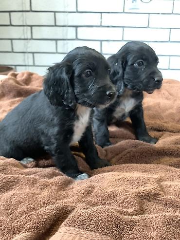 Продажа собак: Щенки русский охотничий спаниель - Порода: Русский охотничий — 4