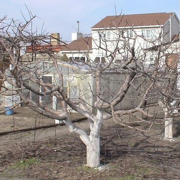 Спил деревьев, заготовка дров: Обрезка плодовых деревьев и кустарников яблок груш черешня абрикос — 3