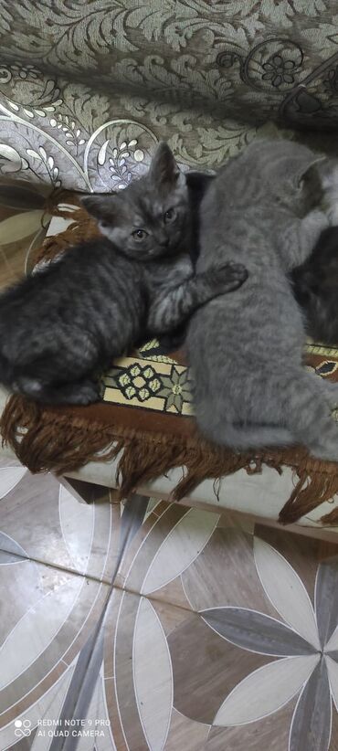 Pişiklər: Şotland, Erkək, Dişi — 10