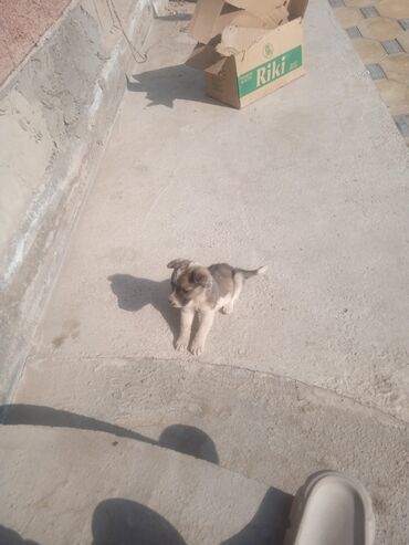 ит атаар: Ит бекер берилет: Овчарка, 2 айлык, Ургаачы, Ит тегин тастыктоочу документ lalafo.kg да ит атаар: Ит бекер берилет: Овчарка, 2 айлык, Ургаачы, Ит тегин тастыктоочу документ