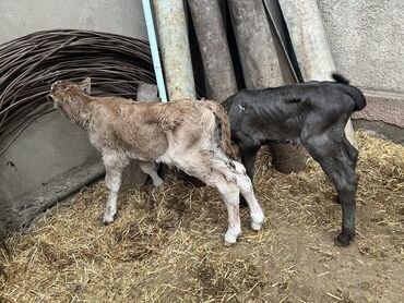 продажа скота: Продаю | Музоо, торпок | Голштин, Алатауская, Швицкая | Для разведения