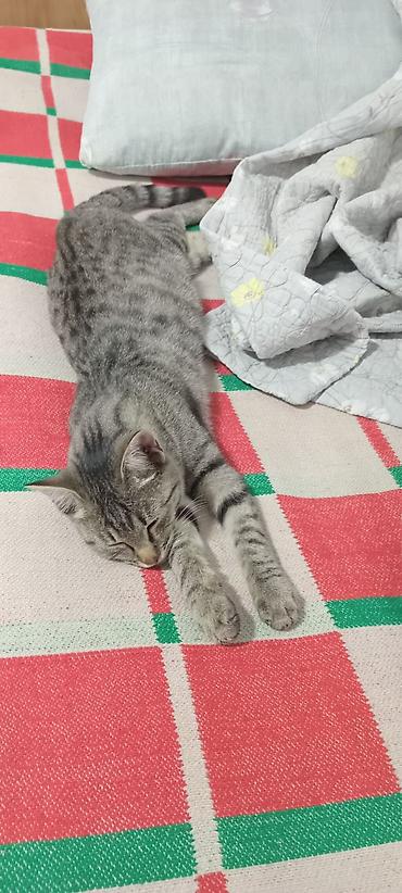Отдам даром кошку: Котёнок серо-тигрового окраса - Окрас: серебристый табби с тёмными — 1