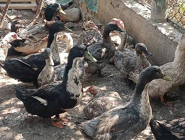 Продаю индоуток. самочки по 600 сом. самцы 900 сом живыми на развод at lalafo.kg Продаю индоуток. самочки по 600 сом. самцы 900 сом живыми на развод