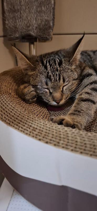 Коврики для мышки: Отдам даром в добрые руки мальчика,азиатский табби 8 месяцев, к лотку — 4