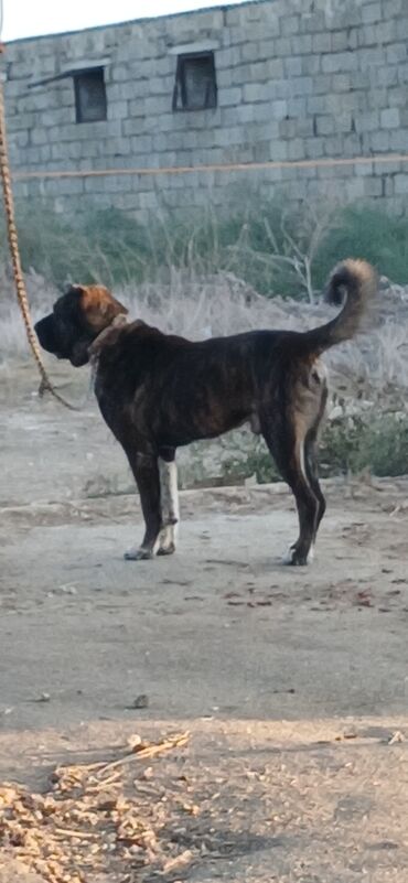 İtlər: Qurdbasar, 3 il, Erkek, Peyvəndli, Ödənişli çatdırılma — 6