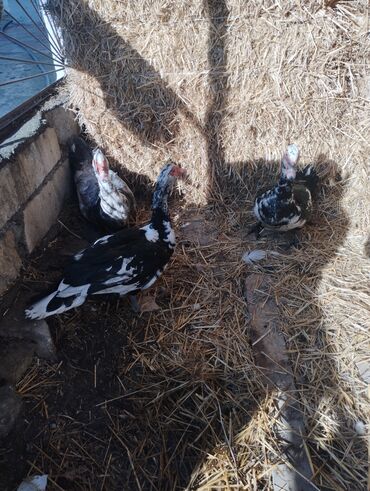 Ördəklər: Salam super damazliq ve kesimlik ucun agir heyvanlardi ag krasnadarlar — 14