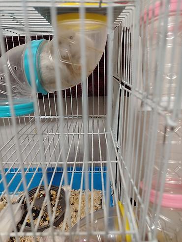 heyvan bazari 2020: Hamster. 4 eded ağ renk qefesle birlikde satlir qewenkdiler — 4